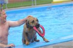 Honden zwemmen (20)